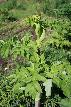 PHYTODYNS
