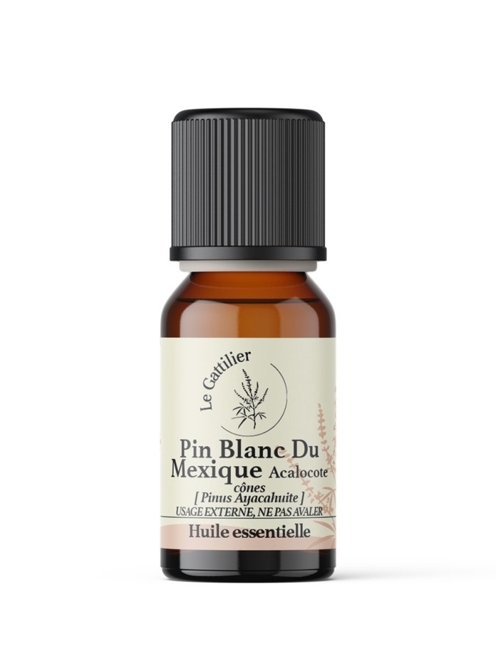 PIN BLANC DU MEXIQUE ACALOCOTE (Origine Mexique)